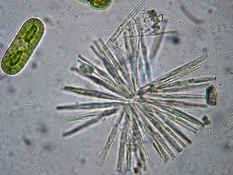 Laghetto Alpe Scaredi